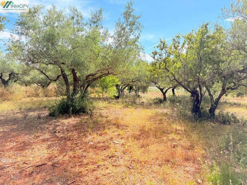 Foto 0e1cac5f-fdb2-49c1-abe3-55ea91581c84. Finca rústica a Las Atalayas-Urmi-Cerro Mar Peñíscola