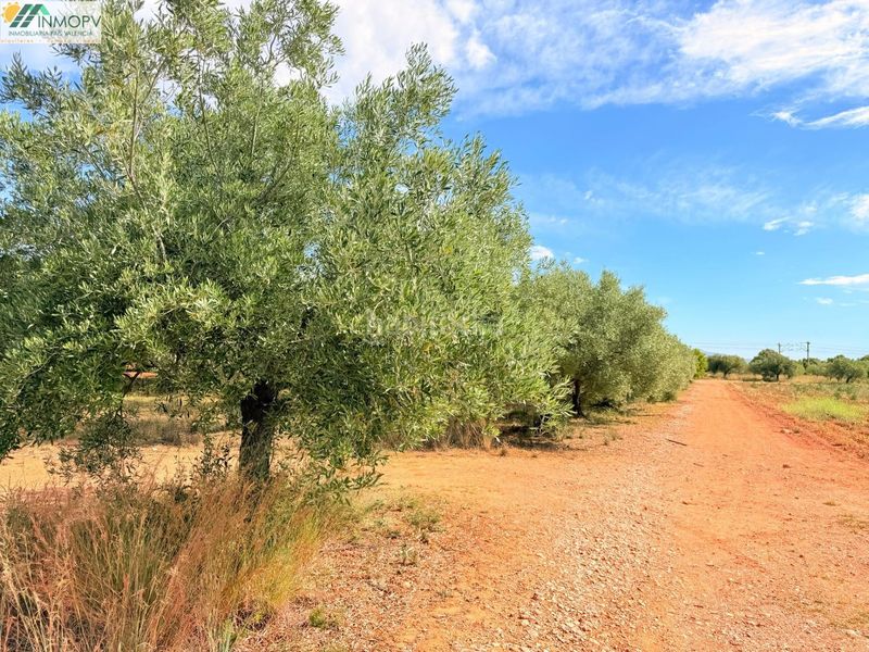 Foto 42b23e1f-66ed-4076-9be7-d60494b329ea. Finca rústica a Las Atalayas-Urmi-Cerro Mar Peñíscola