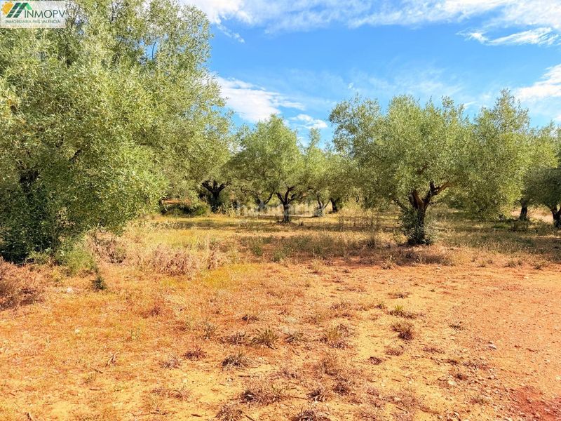 Foto f334ba35-7190-429a-ab24-eaef238b9853. Finca rústica a Las Atalayas-Urmi-Cerro Mar Peñíscola