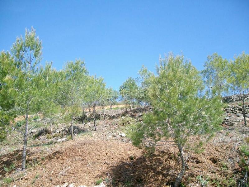 Foto e787e802-f8f6-4164-be1a-a782f2fa5a6b. Finca rústica a Masllorenç