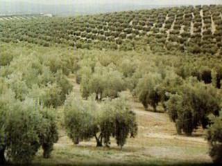 Finca rústica  Calle cardenal cisneros