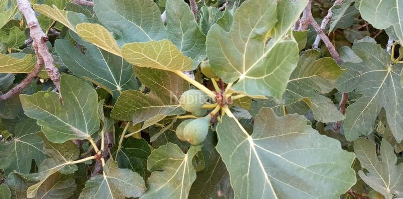 Foto abd4ab46-9a27-406d-94e5-d60d537915fe. Mas avec cheminée chauffage dans Sella