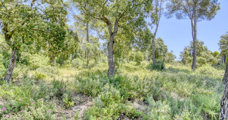 Foto 847009fe-2010-4f6d-9d46-29dee5e22ed0. Fondo rustico in Begur Begur