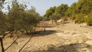 Finca rústica a Casco Antiguo. Campos de olivos, riego por goteo.