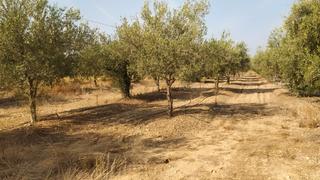 Finca rústica a Casco Antiguo. Mandarinos.  agua de riego por goteo.  buen acceso, sin asfaltar