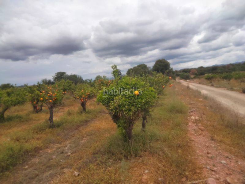 Foto 4ec0dbd6-ce81-4bd5-bff6-70ff761c3ee2. Finca rústica a Centro Bétera