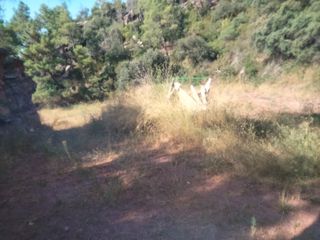 Finca rústica a Gátova