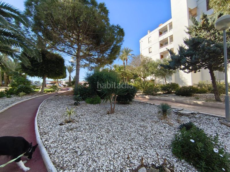 Foto c0111d50-6650-4809-944c-09d6d5db0b84. Pis a Monte y Mar Santa Pola