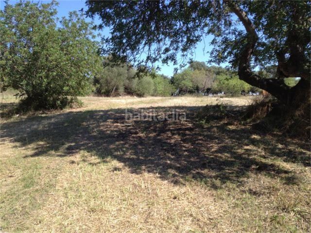 Foto 751d7c92-bed0-49ae-80ce-722f80af87fb. Finca rústica a Lloseta