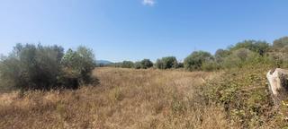 Finca rústica a Camí de s'estació 17. Se vende terreno no edificable en algaida