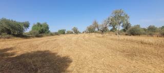 Finca rústica a Camí de s'estació 17. Se vende terreno no edificable en algaida