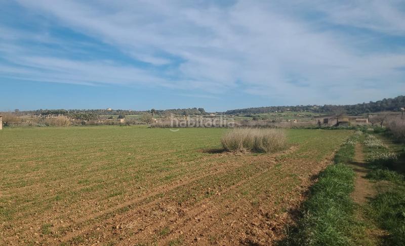 Foto 4c1be568-4e02-498b-8b24-8037cb0746f4. Finca rústica en n/a se vende terreno en Algaida