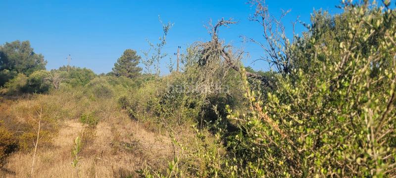 Foto 1ba47c09-243b-47f5-bdd2-7e138f63afaa. Landgut in carrer rafal in Sencelles