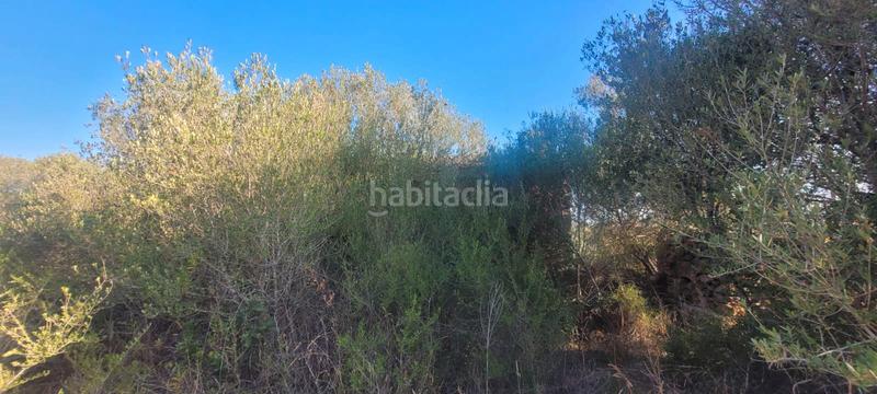 Foto 524902d1-25f5-42d6-9789-18b04401b56a. Landgut in carrer rafal in Sencelles