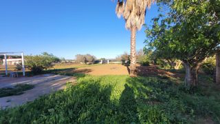 Fondo rustico in Camí de la milana 6. Se vende finca rústica en son ferriol, mallorca.