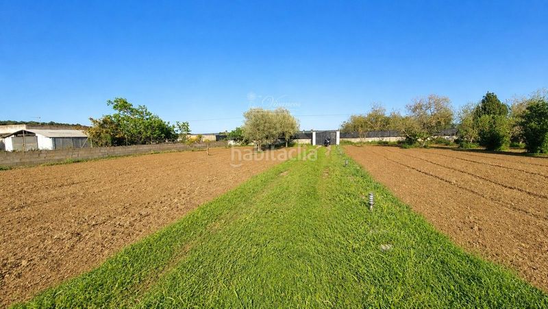 Foto ed1601eb-507c-4c1c-9b0d-2ea8b6db18f4. Finca rústica a Sa Casa Blanca Palma de Mallorca