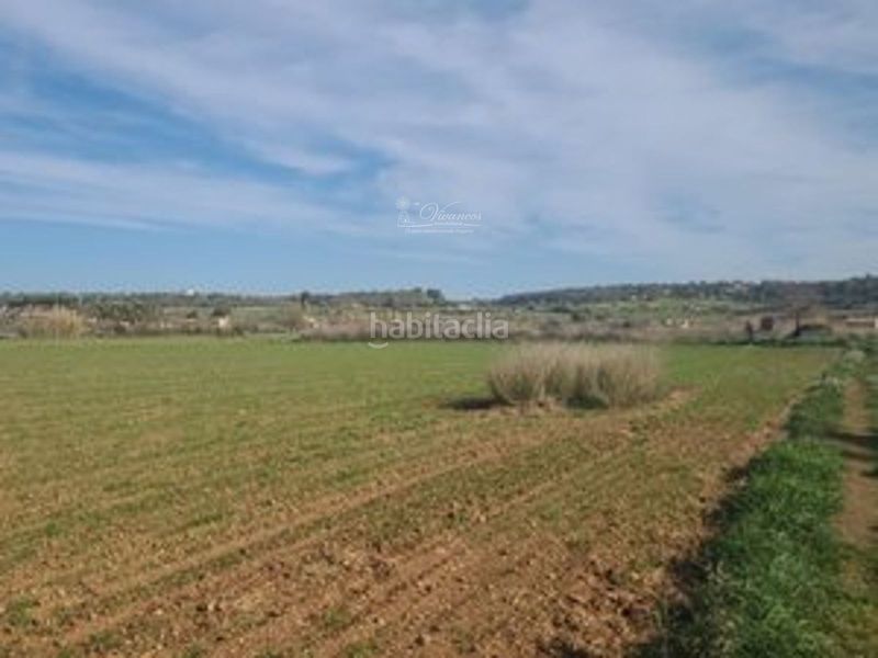 Foto d1717212-5ae5-49d6-a878-aceebbac9411. Finca rústica a Algaida