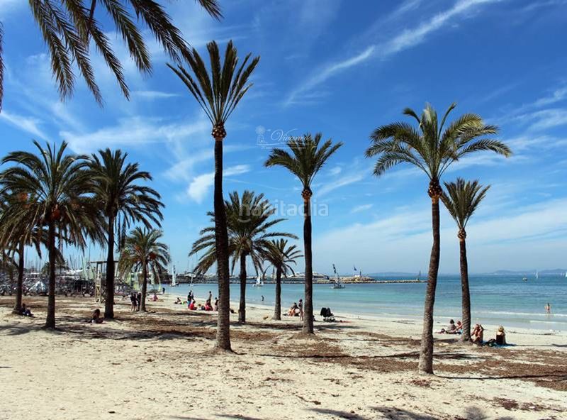 Foto f42b154f-d65c-4744-b849-fc427e512822. Pis a La Llotja-Born Palma de Mallorca