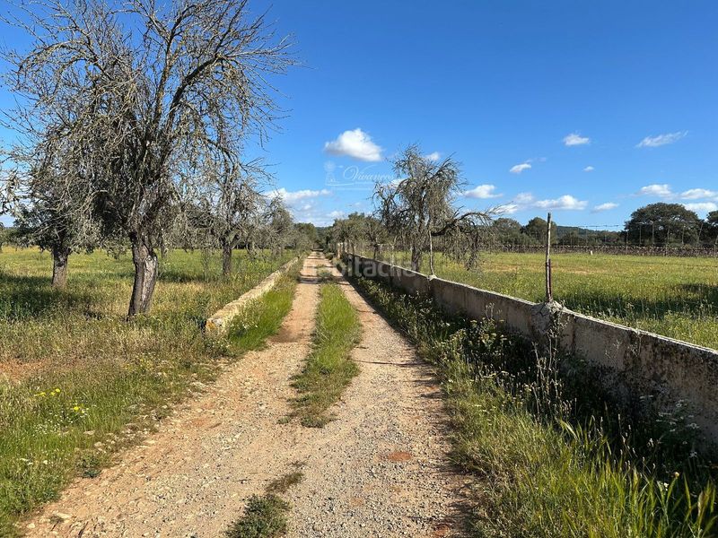 Foto 0c9e55a1-882c-401e-8001-c516c7bb7e8d. Chalet en Algaida