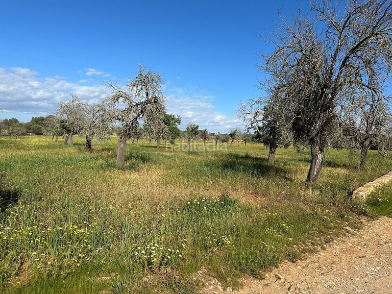 Foto b69f047c-8121-4d81-b22c-0ef0d82568b4. Chalet en Algaida