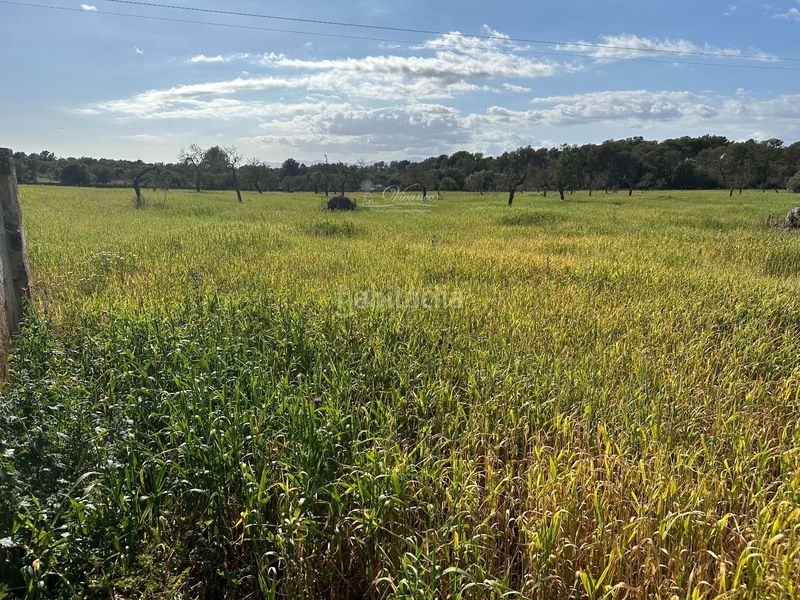 Foto c85b2e05-05a2-425c-82e4-9e135e3b91eb. Chalet en Algaida