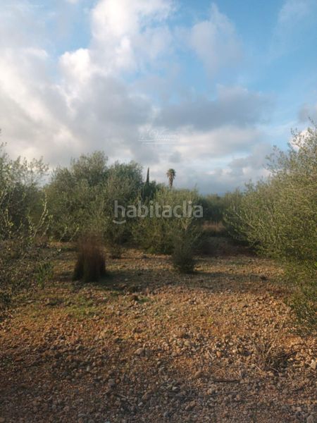 Foto 1a9a359d-6077-4043-b15f-cedb0bda8e33. Finca rústica a Santa Eugènia