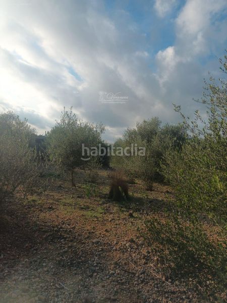 Foto 51c15dd9-d179-4eac-95c6-65afe0ae38c6. Finca rústica a Santa Eugènia