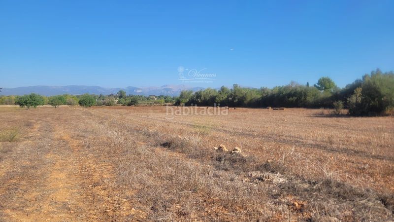 Foto 44d0ef11-256b-41e2-8d28-da7c27526b9c. Finca rústica a Algaida