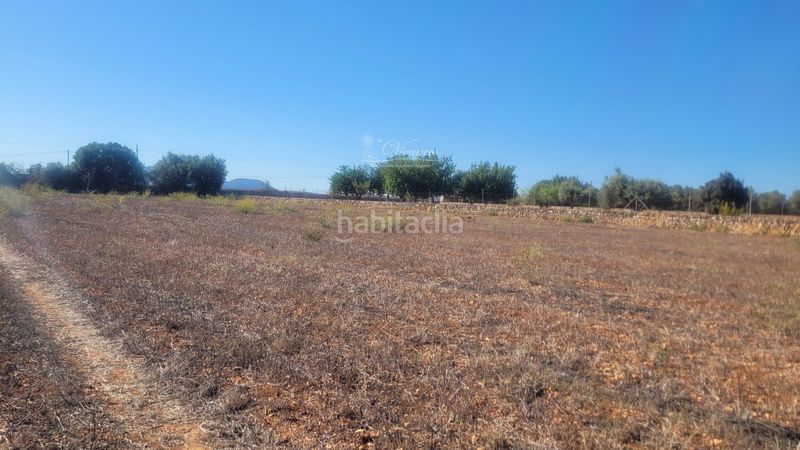 Foto 9f810b61-95fb-498e-8ba6-ad2f3c814bae. Finca rústica a Algaida