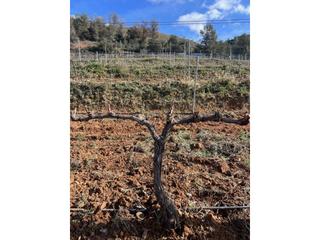 Wohngrundstück  Gratallops. Finca rustica en venta en la vilella baixa