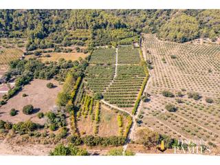 Landgut in Alforja. Finca rústica con casa de madera, piscina y olivar en producción