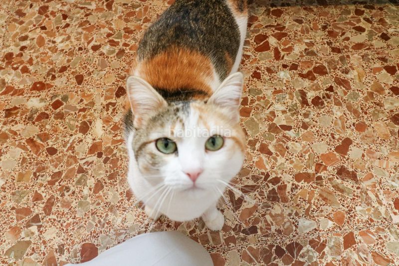 Foto e2e2d726-4921-402b-9e2a-a0e4ef970bf4. Àtic a La Roureda Viladecans