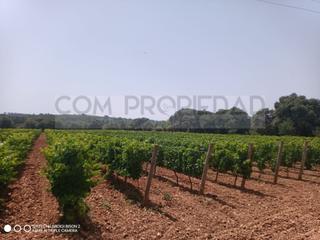 Casa a Costitx. Bodega de vino con finca propia de 13.599 m2 en costitx