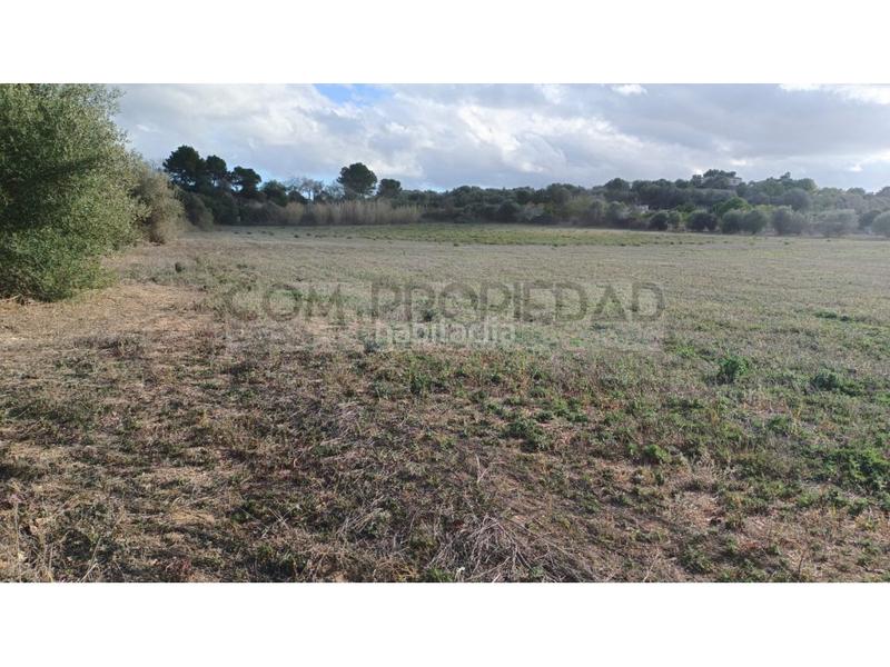 Foto 3e2bc12b-2738-48ef-9647-9d8e6fe3465d. Fondo rustico in Manacor centre Manacor