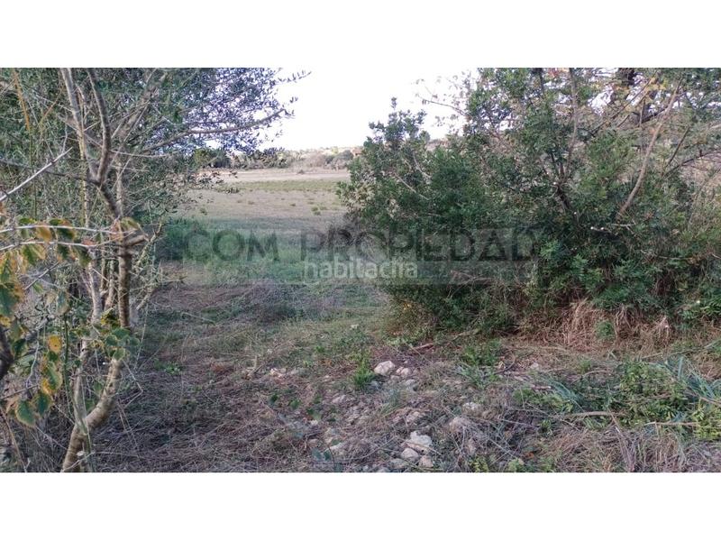 Foto 6bfa1adc-bd7d-4d19-9926-eaed76497f6f. Fondo rustico in Manacor centre Manacor