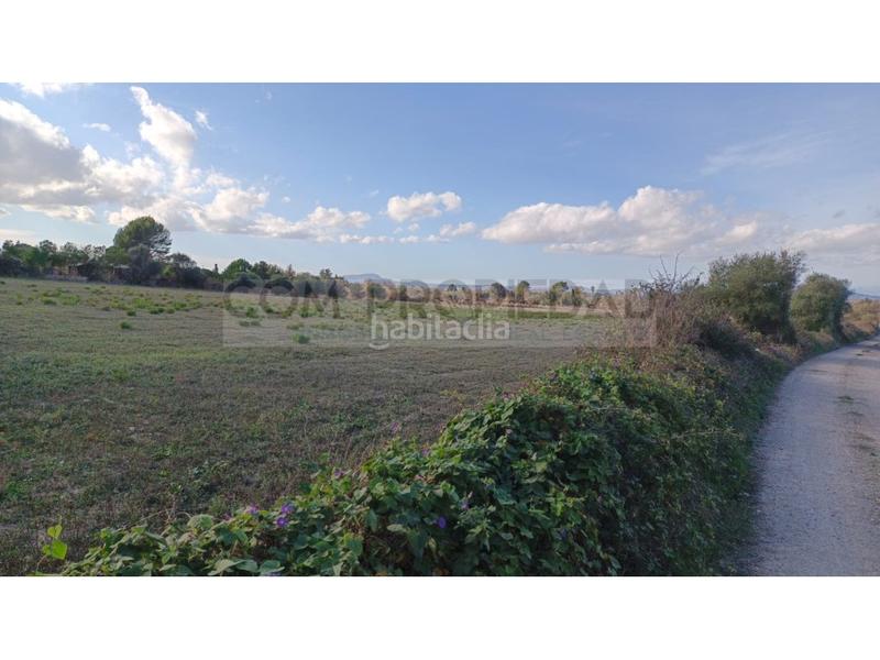 Foto a885d18f-a131-4209-942e-f4974c46e41c. Fondo rustico in Manacor centre Manacor