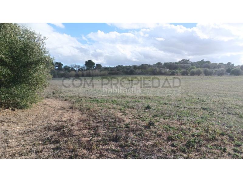 Foto c104e2f4-16a6-47b6-b9b8-d0a2a3512f3f. Fondo rustico in Manacor centre Manacor