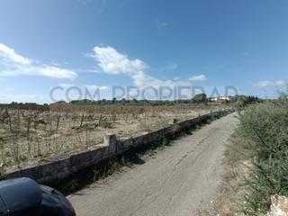 Maison à Petra. Finca rústica con 244.280 m2 en petra