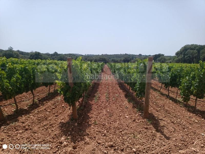 Foto 0d5e5e2c-860f-4ff9-a669-2c0ec4aa6e1e. Casa a Costitx