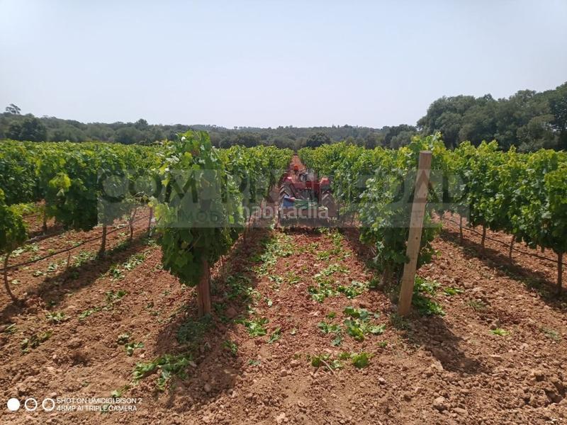 Foto f595c882-a502-4a53-aeb3-1e687d6062b7. Casa a Costitx