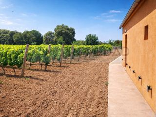 Haus in Costitx. Bodega con producción propia en finca rústica de 13.599 m en cos