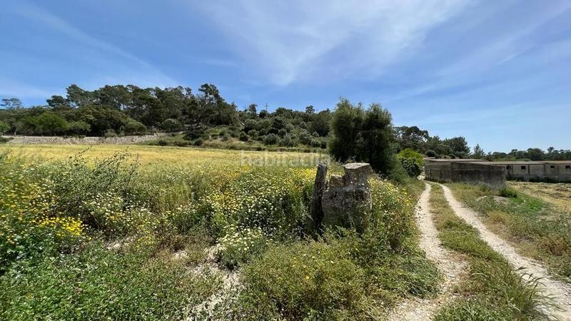 Foto 95979307-3e71-45df-9ffd-06c4284d80b3. Finca rústica en venta solar en Sineu