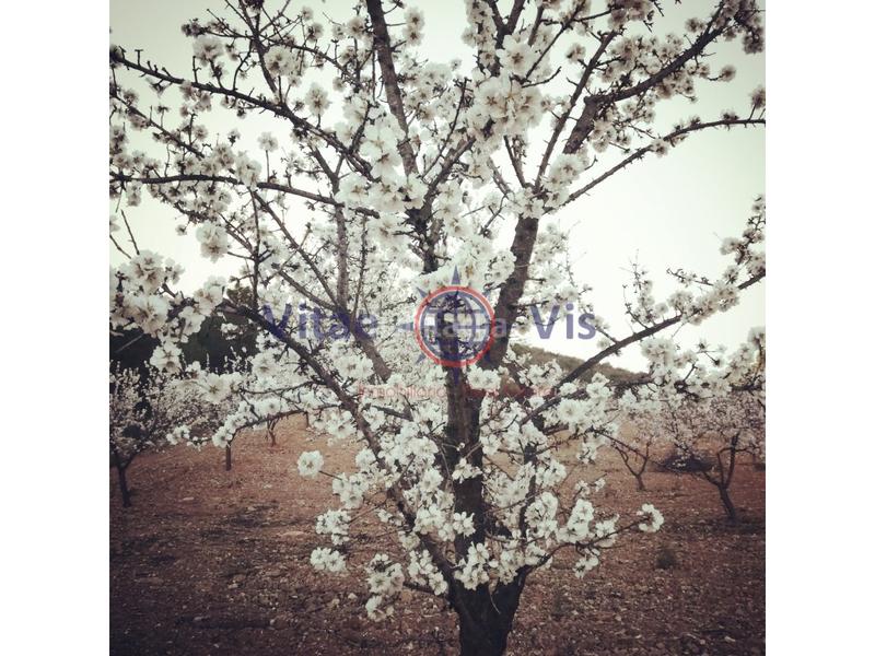 Foto 9e075e6a-992a-4123-9208-a9b1457113ac. Mas dans 30813 dans Bejar Lorca