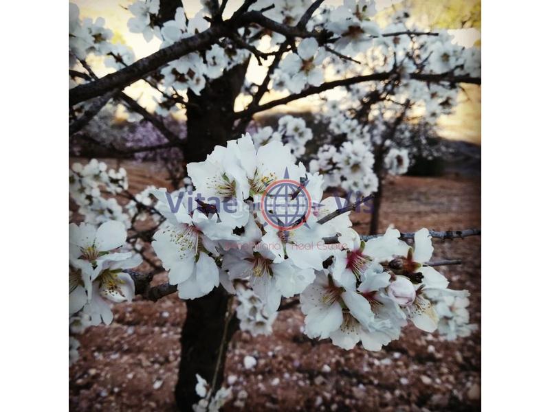 Foto 7ee26fdd-ce42-4b23-88dc-621900aa7ced. Maison avec chauffage parking piscine dans Parrilla Lorca