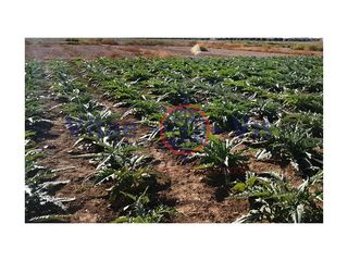 Wohngrundstück  Poligono 63 paraje 1528 el hoyo. Parcela 5.000 m2 en tercia