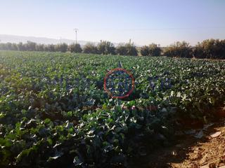 Maison à Diseminados lebor alto. Finca de regadio en totana con casa cortijo de 6 hectareas