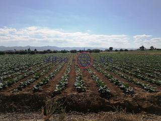 Maison à Poligono 186 paraje 3314 el salar. Finca de regadio 11.300 m2 en campillo