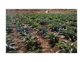 Wohngrundstück  Calle 2 campillo s-1t (campillo). Parcela 5.000 m2 en campillo a 300 m2 del centro comercial almen