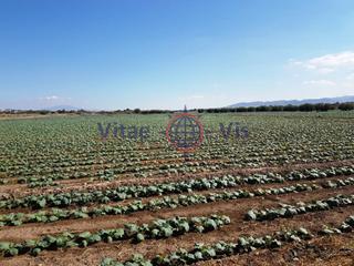 Terrain résidentiel à Rc de las coles. Parcela en campillo con luz y agua 5.000 m2