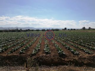 Casa  Poligono 186 paraje 3314 el salar. Finca de regadio 11.300 m2 en campillo